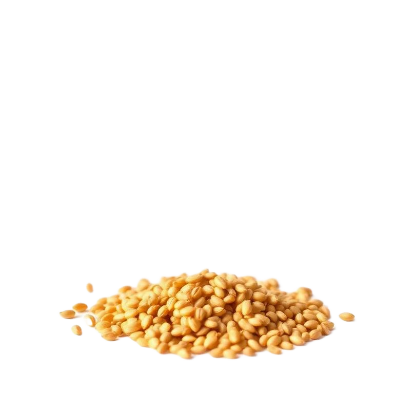 Fenugreek Seed botanical ingredient used in wellness supplement blends